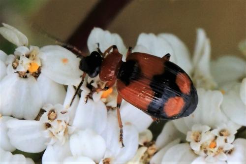 Réf. 269 845 : Lebia cruxminor